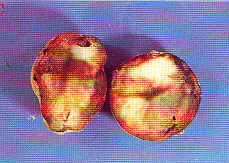 A blighted potato [12kB]